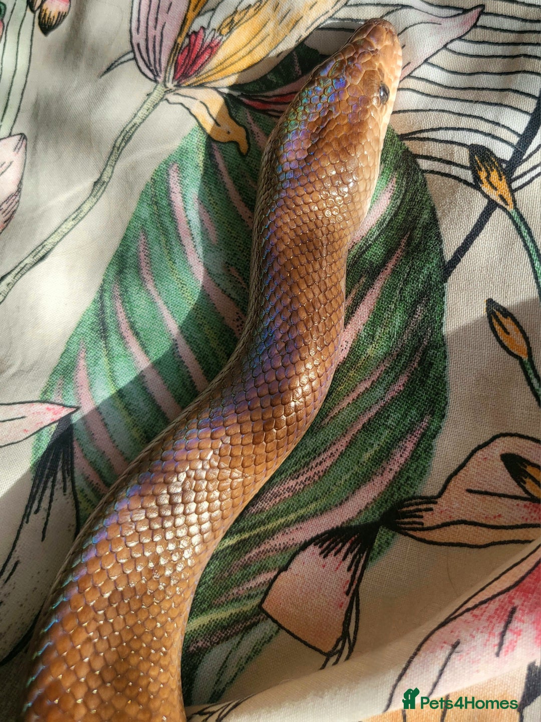 Boa Snake reptiles for sale: Male Colombian Rainbow Boa - Image 2
