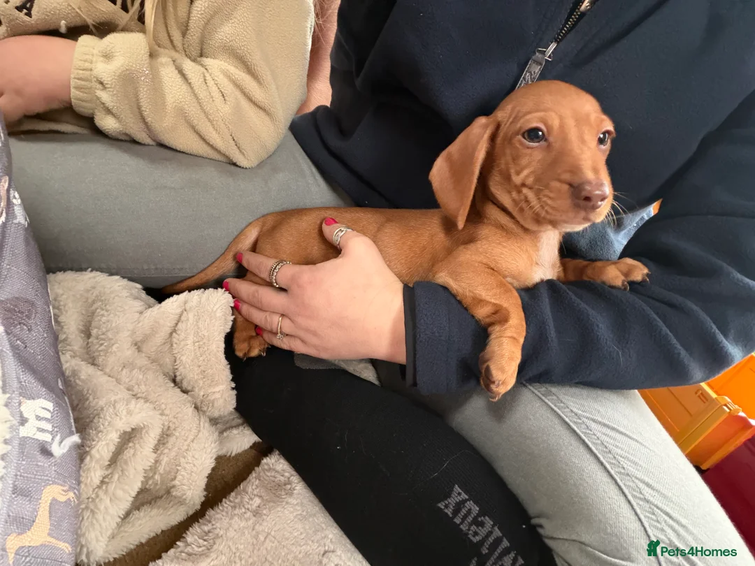 Dachshund dogs for sale: Dachshund puppies 🐾 - Advert 10