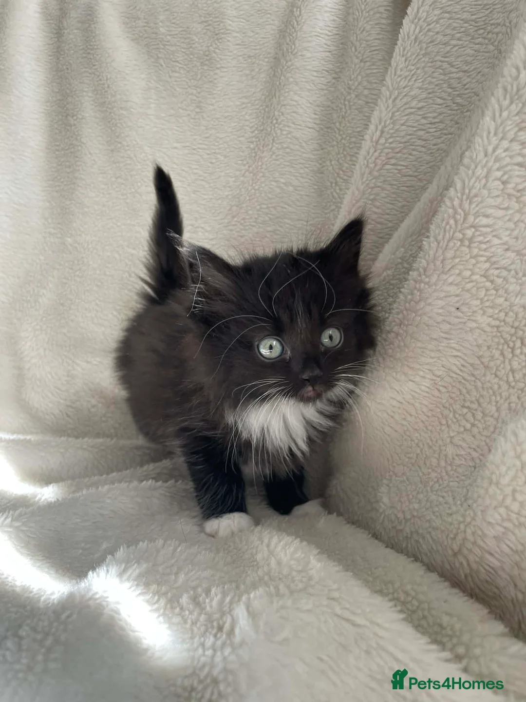 Mixed Breed cats for sale: Gorgeous kittens  - Advert 2