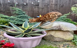 Bengal cats for sale: Bengal cat - Image 17