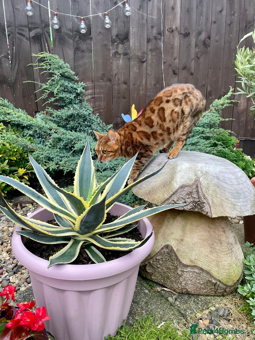 Bengal cats for sale: Bengal cat - Image 17