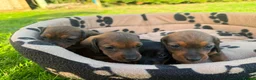 Miniature Dachshund dogs for sale: Miniature Dachshund Puppies - Advert 3
