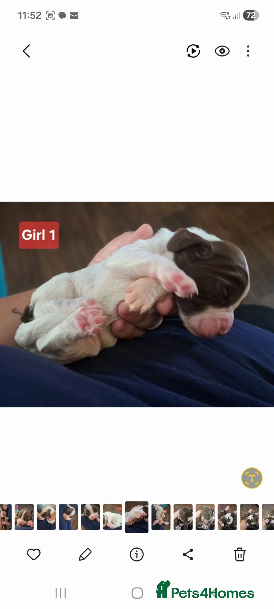 Cocker Spaniel dogs for sale: Cocker spaniel puppies  in Spennymoor - Advert 2