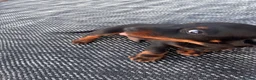 Dachshund dogs for sale: Dachshund  - Advert 13