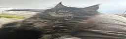 Maine Coon cats for sale: Registered Maine coon girl - - Advert 3
