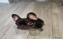 French Bulldog dogs for sale: Bitch Mini french bulldog - Image 2