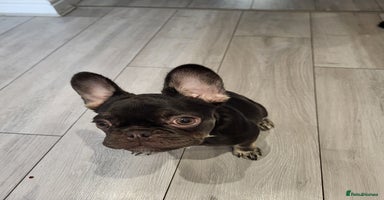 French Bulldog dogs - Advert 12