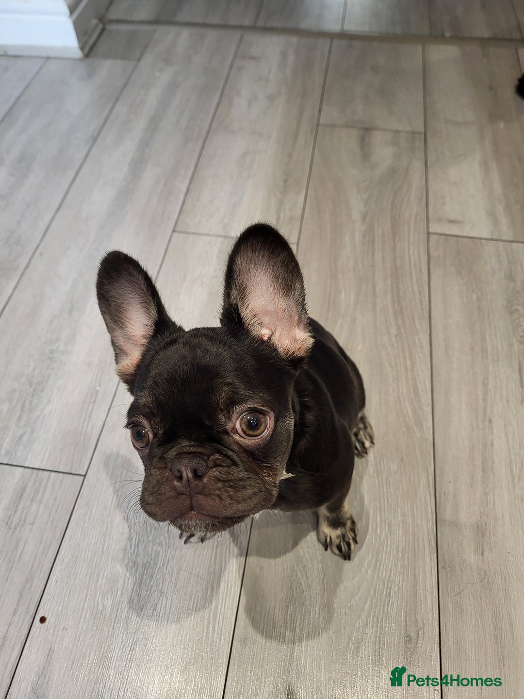 French Bulldog dogs for sale: Bitch Mini french bulldog - Image 2