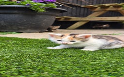 Mixed Breed cats for sale: Gorgeous Bengal X kittens - Image 3