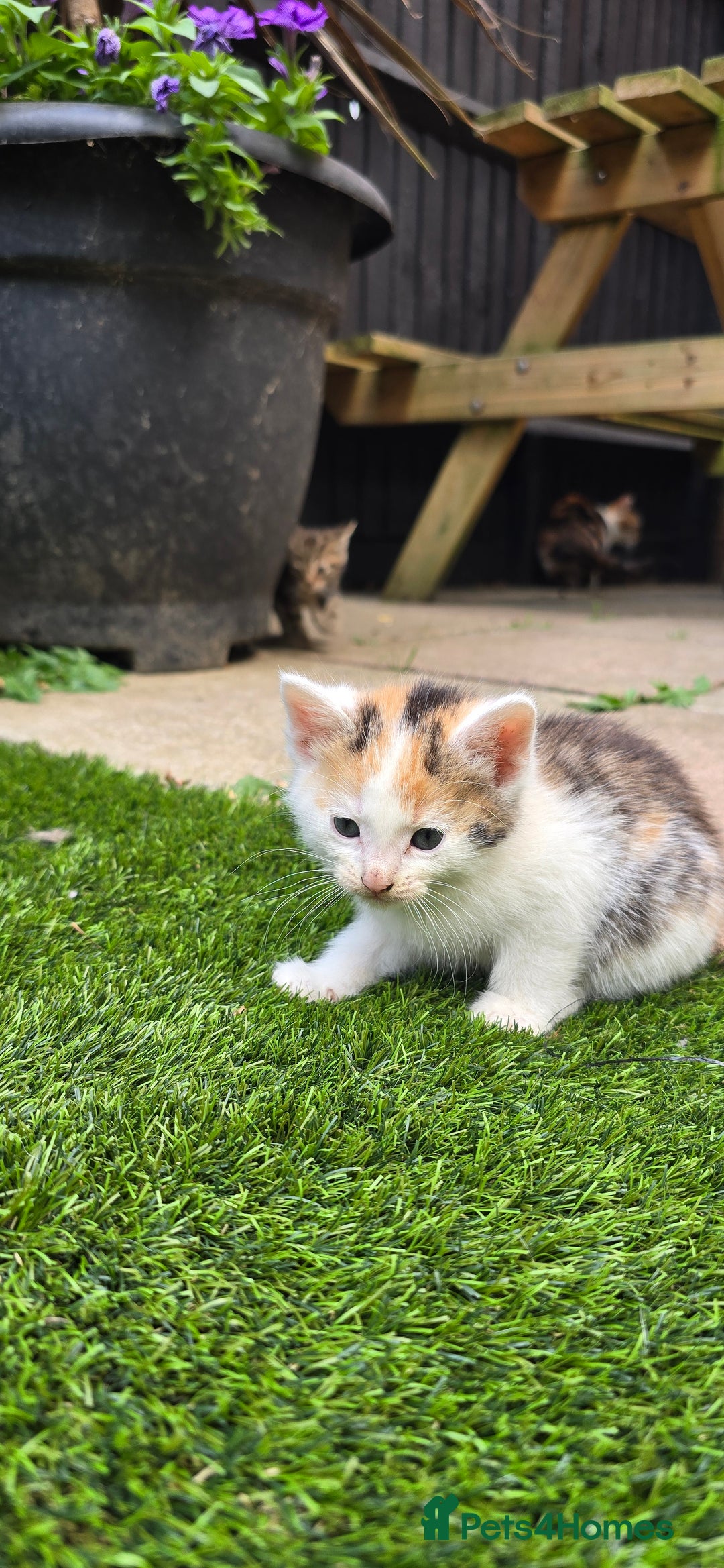 Mixed Breed cats for sale: Gorgeous Bengal X kittens - Image 3