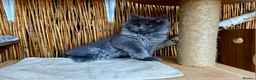 Maine Coon cats for sale: 2 Stunning GCCF Kittens Available.  - Advert 34