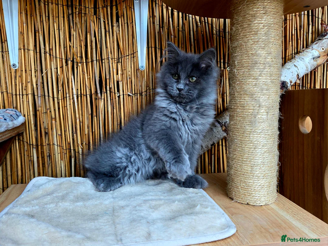 Maine Coon cats for sale: 2 Stunning GCCF Kittens Available.  - Advert 34