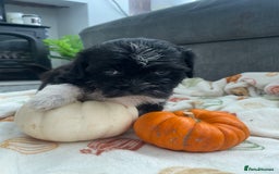 Mixed Breed dogs for sale: Maltese cross La Chon puppies  - Image 36