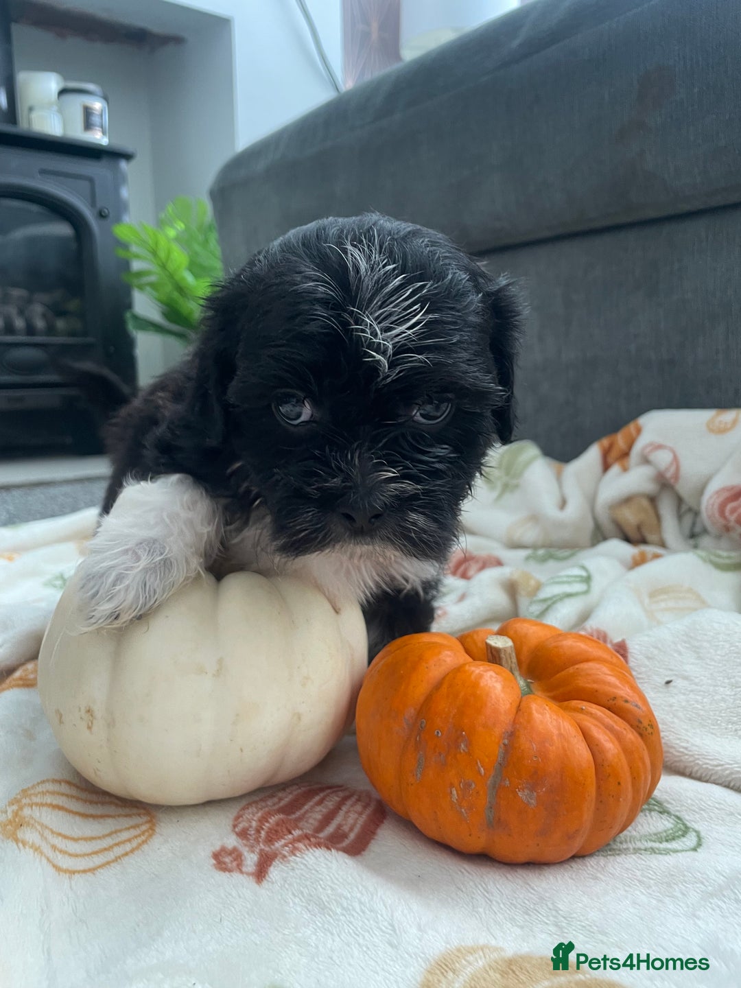 Mixed Breed dogs for sale: Maltese cross La Chon puppies  - Image 36