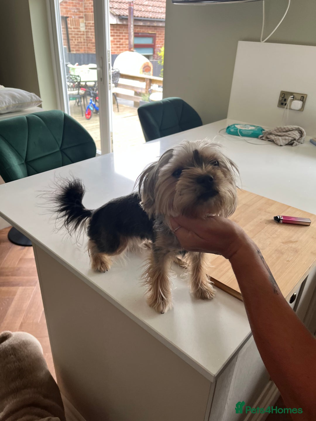 Yorkshire Terrier dogs for sale: Yorkshire terrier  - Image 3
