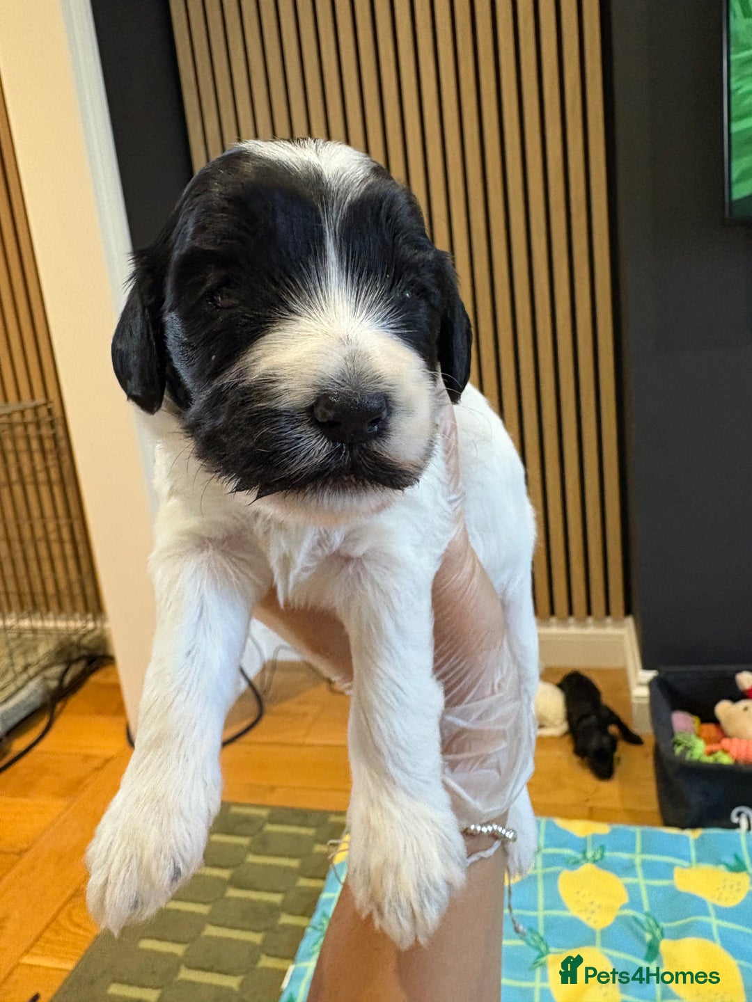 Cockapoo dogs for sale: ✨6 cockapoo puppies looking for forever home ✨ - Image 4