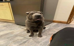 Shar Pei dogs for sale: Meet Nero –our 4-Year-Old Grey Shar Pei 💙🐾 - Image 4