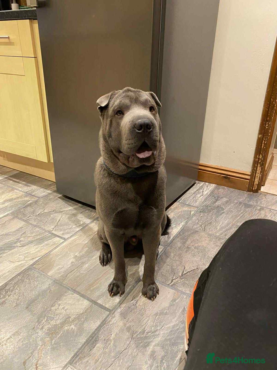 Shar Pei dogs for sale: Meet Nero –our 4-Year-Old Grey Shar Pei 💙🐾 - Image 4
