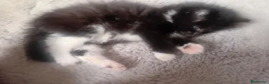 Persian 2