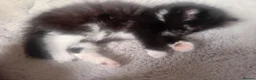 Persian cats for sale:  8 Persian kittens, Blue, Black and Black & White. - Advert 9