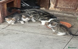 Mixed Breed cats for sale: Little baby kittens  - Image 6