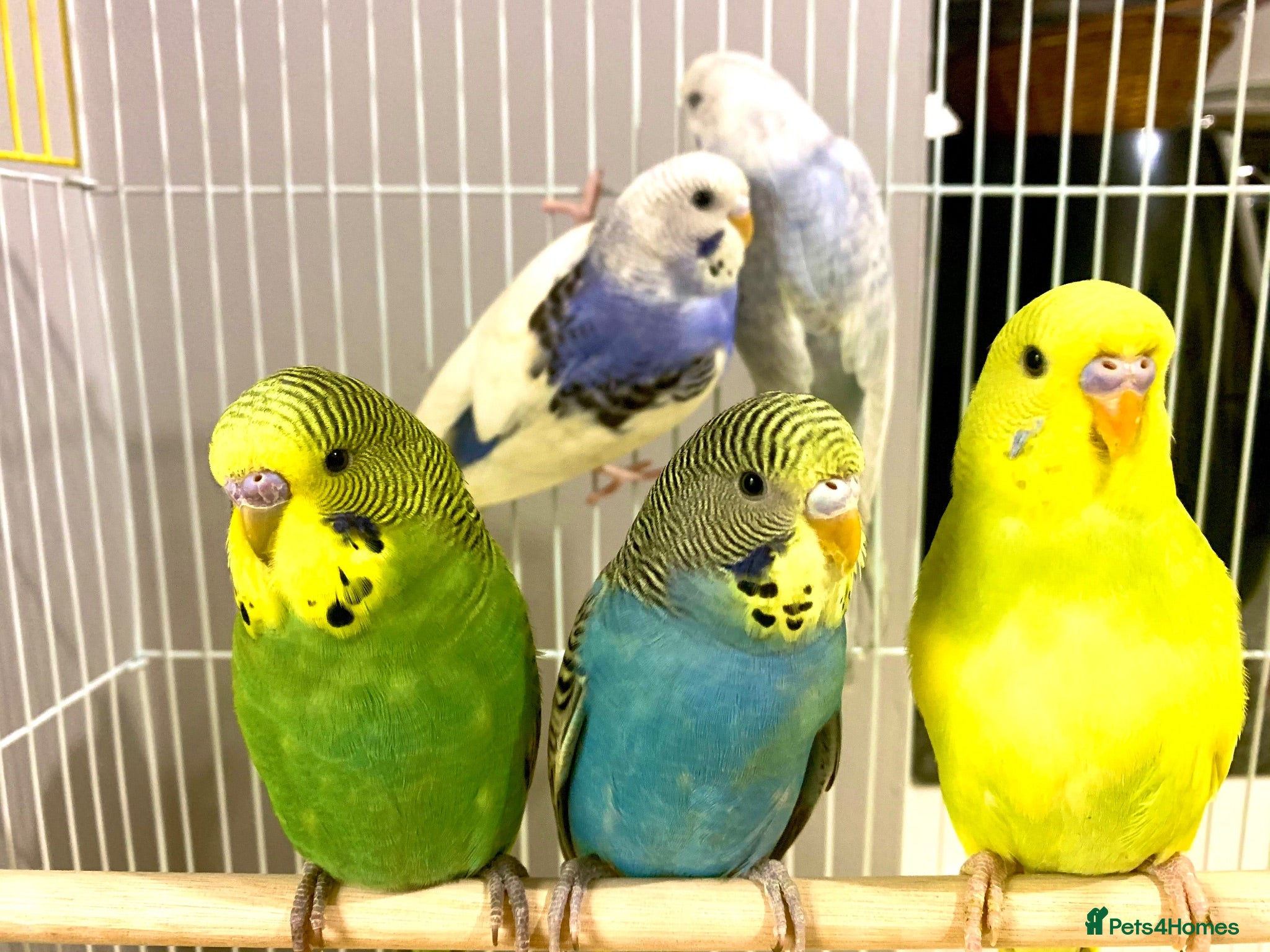 Budgerigars birds Beautiful Baby Budgies &.. Cages Various Mutations - Advert 2