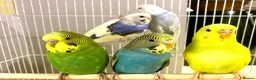 Budgerigars birds for sale: Beautiful Baby Budgies .& Cages Various. Mutations - Advert 5