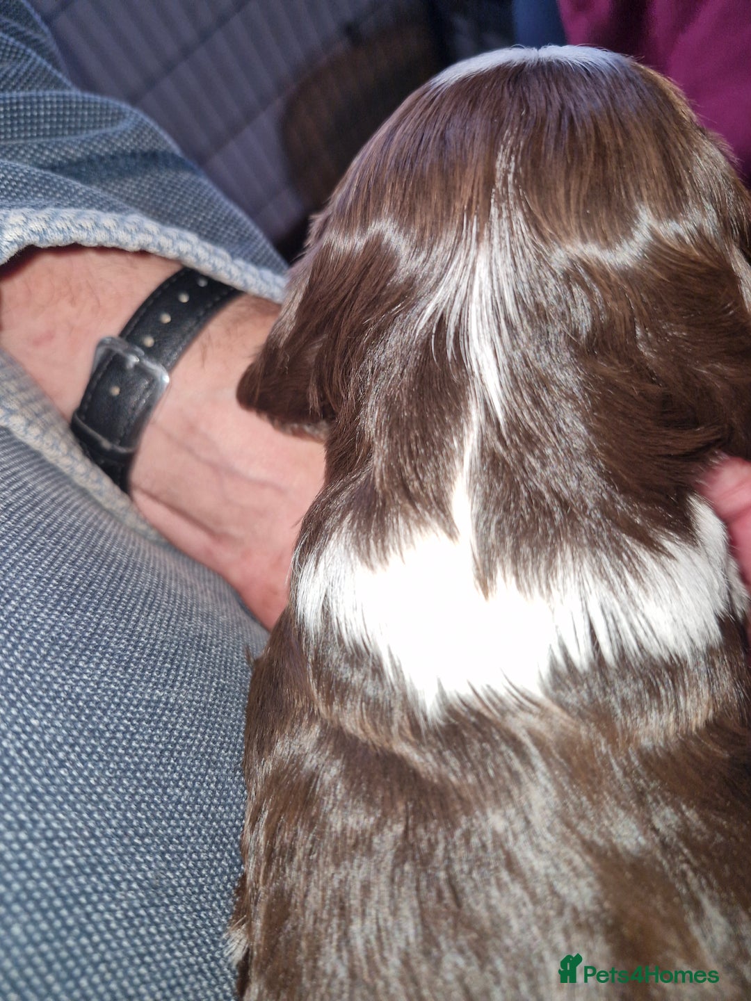 Cockalier dogs for sale: Stunning girls. DNA health tested parents  - Image 8
