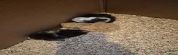 Guinea Pig rodents for sale: I have selection baby piggies from pure to x bred - Advert 3