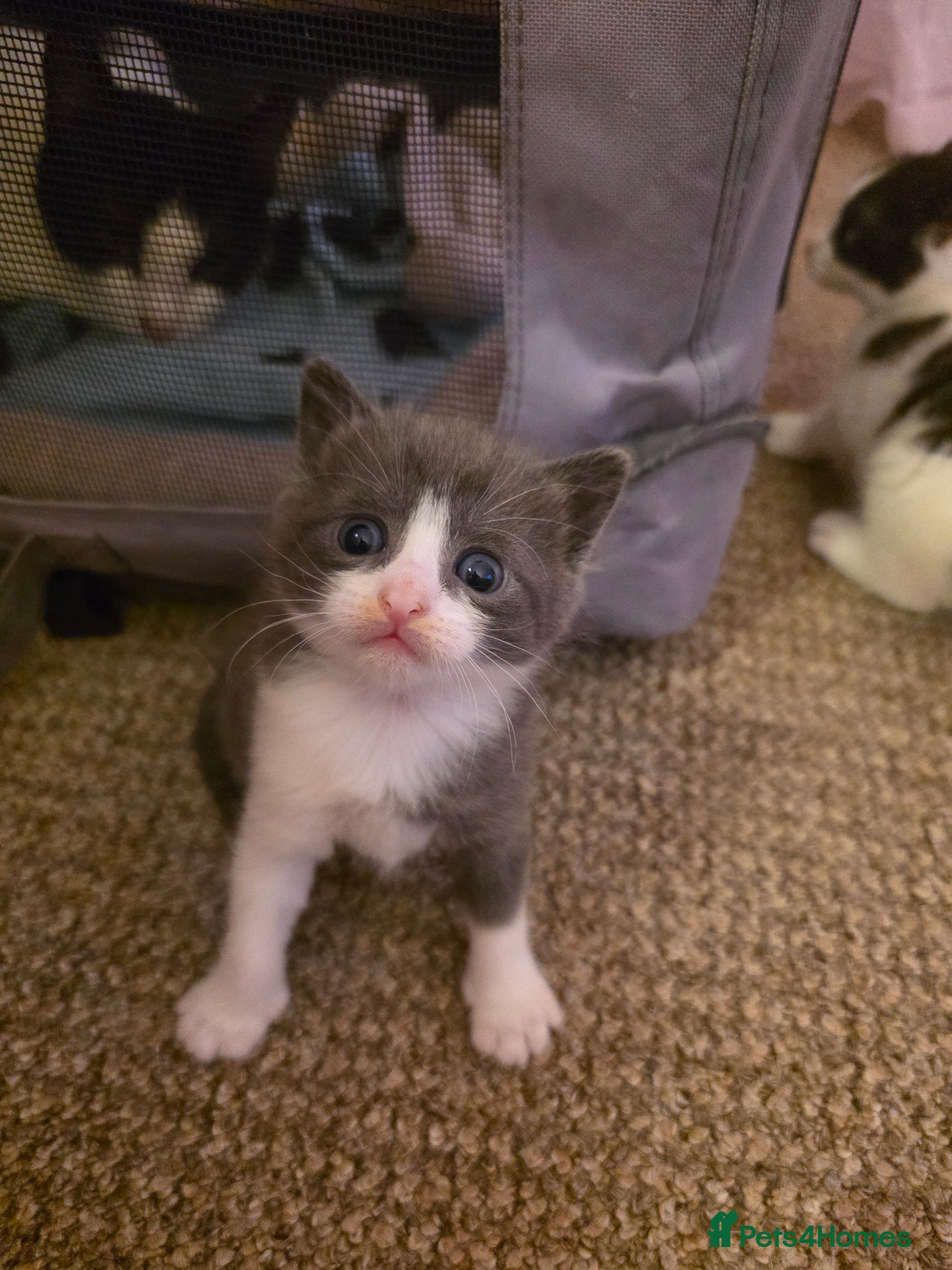 Mixed Breed cats Stunning Grey Kitten - Advert 7