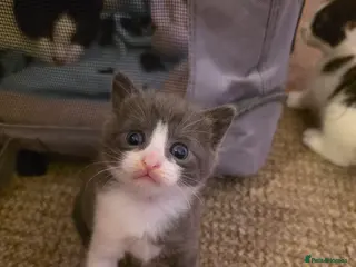 Mixed Breed cats Stunning Grey Kitten - Advert 4