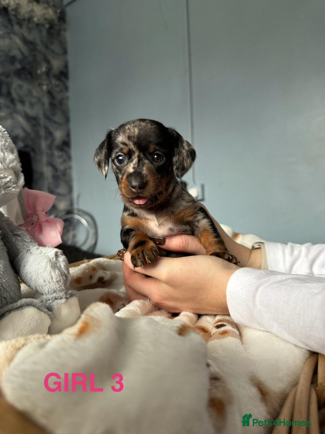 Dachshund dogs for sale: STUNNINGLY,  GORGEOUS DACHSHUND PUPPIES 🐶 😍  - Image 10