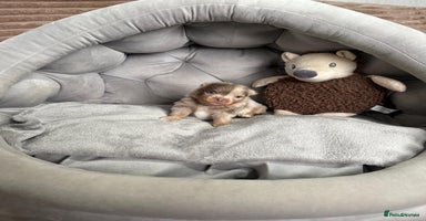 Pomeranian dogs Stunning lilac Pomeranians  - Advert 10