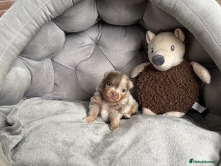 Pomeranian dogs RARE LILAC POMERANIANS - Advert 4