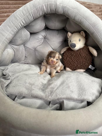 Pomeranian dogs RARE LILAC POMERANIANS - Advert 3