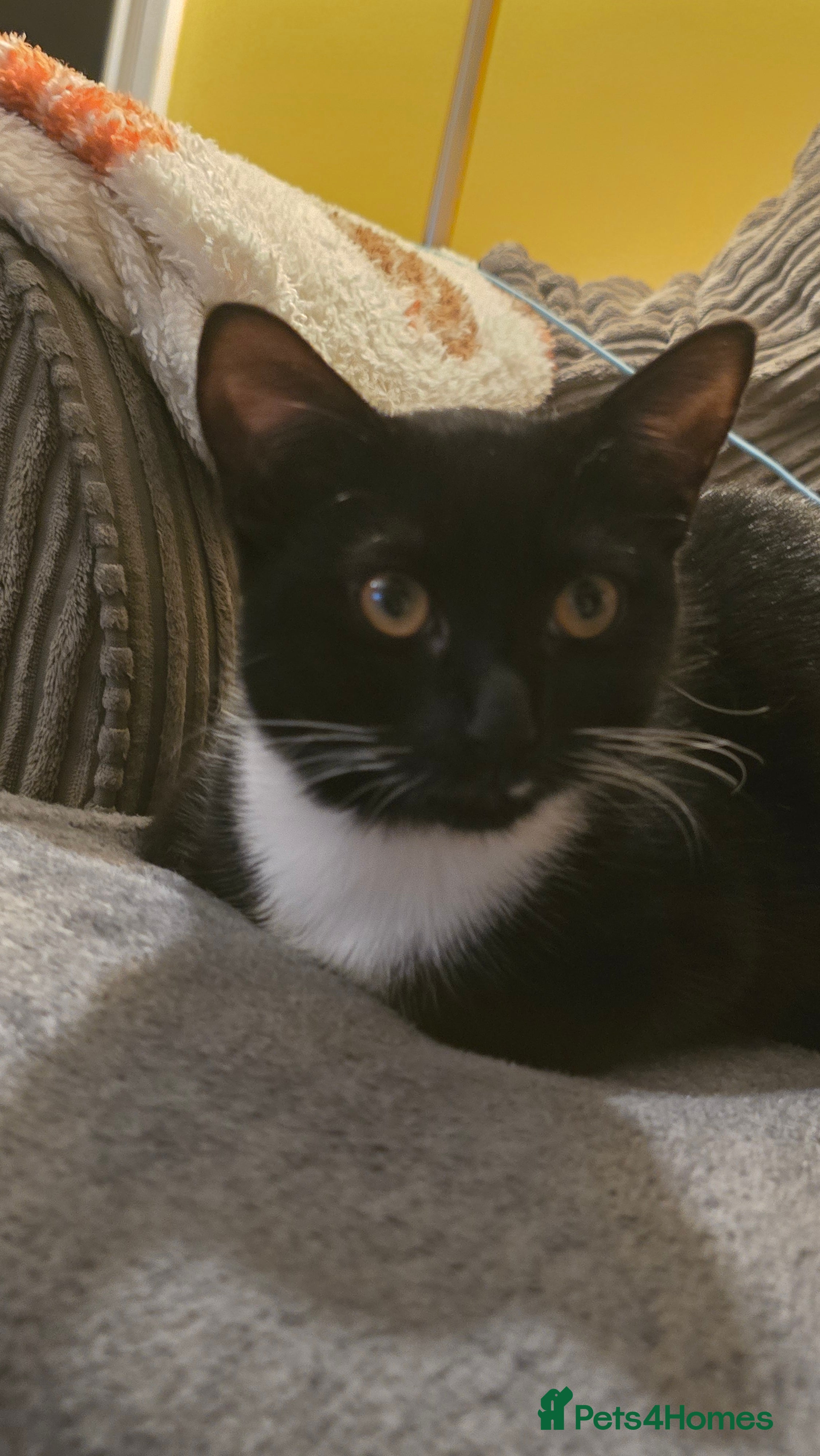 British Shorthair cats tuxedo female - Advert 2