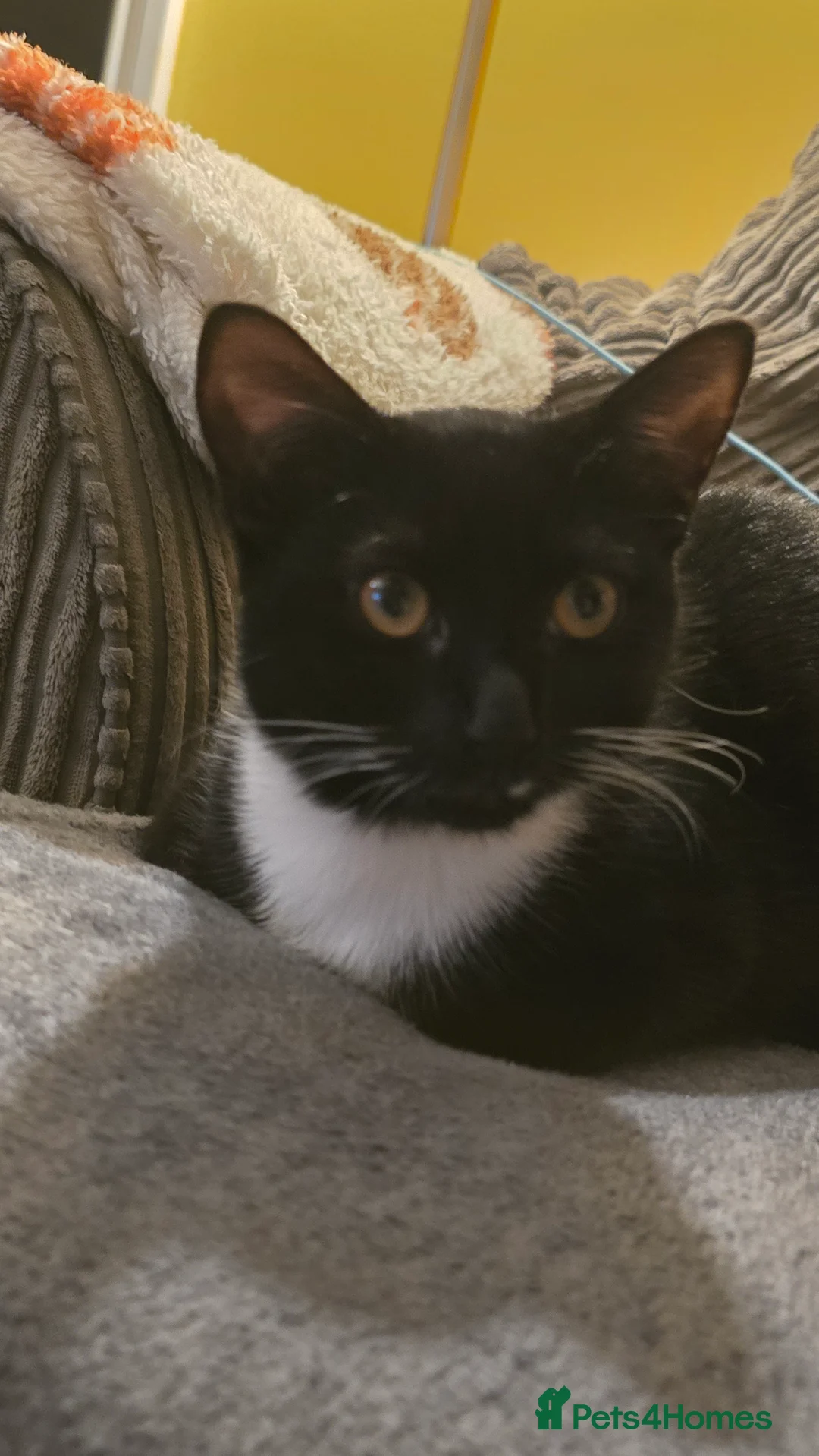 British Shorthair cats for sale: tuxedo female - Advert 1