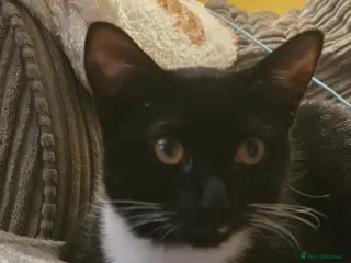 British Shorthair cats tuxedo female - Advert 1