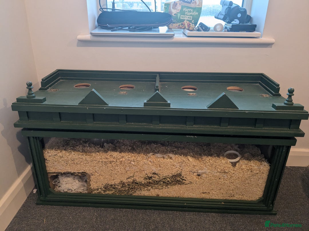 Hamster rodents for sale: Hamster - Image 5