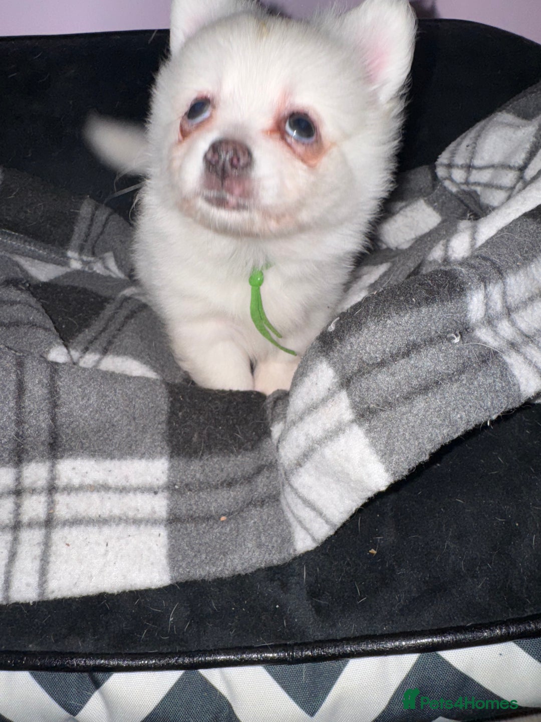 Pomchi dogs for sale: Beautiful Fluffy Pomchis - Image 32