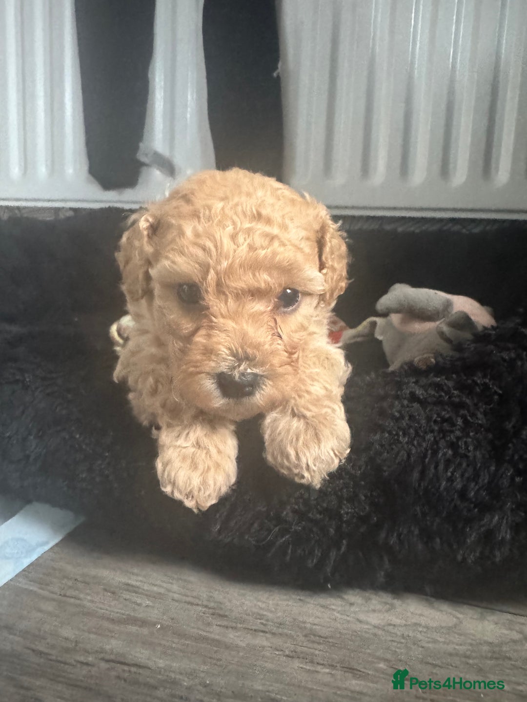 Cockapoo dogs for sale: 2 boys 2 girl Cockapoo puppy’s  - Image 4