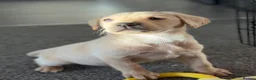 Labrador Retriever dogs for sale: Beautiful yellow Labrador Puppy - Oscar 💙 - Advert 14