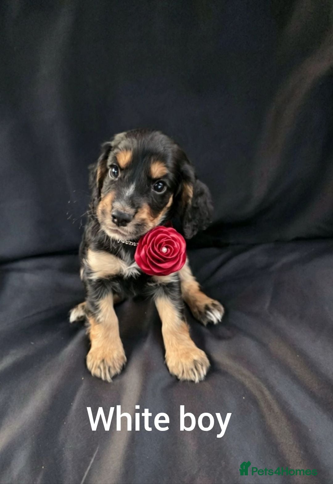 Cocker Spaniel dogs KC Reg health tested working cocker spaniels - Advert 2