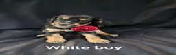 Cocker Spaniel dogs for sale: KC Reg health tested working cocker spaniel pups  - Advert 11
