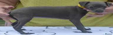 Italian Greyhound 4