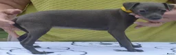 Italian Greyhound dogs for sale: KC reg Blue Italian greyhound puppys - Advert 2