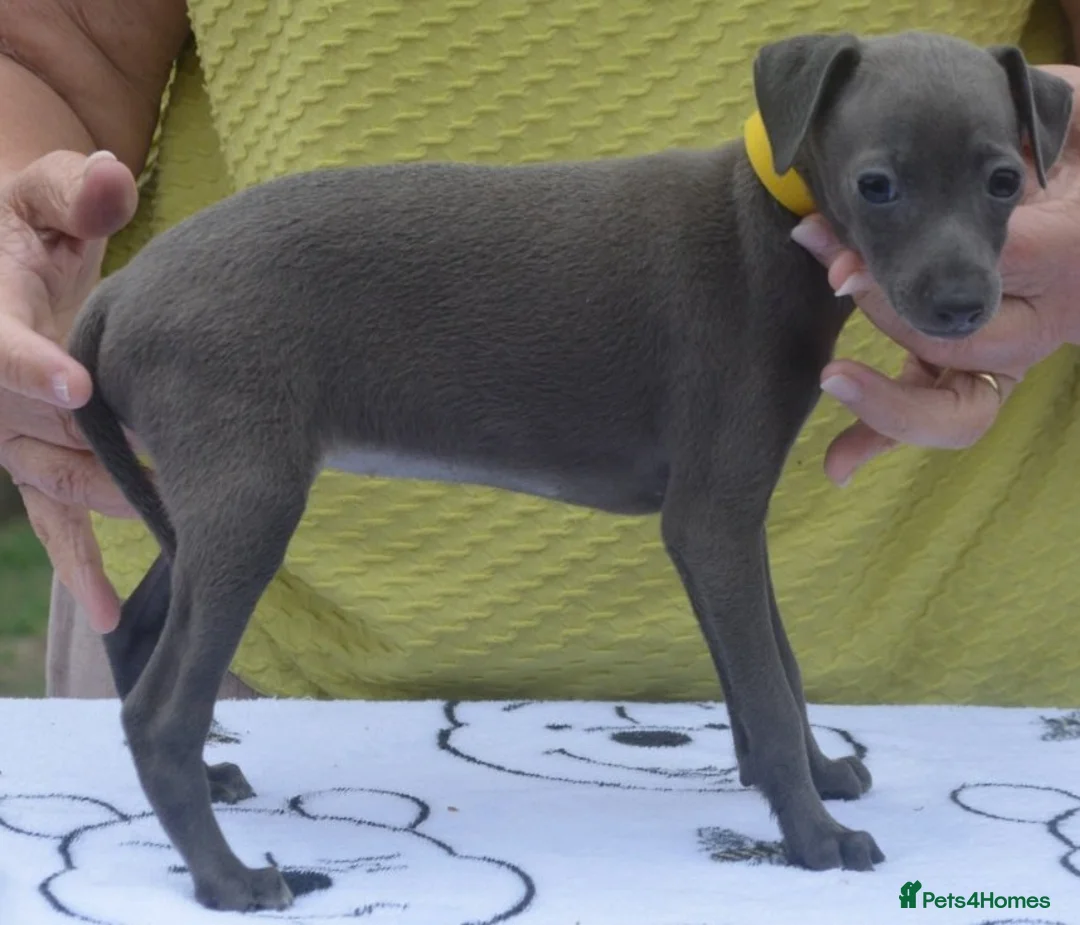 Italian Greyhound dogs for sale: KC reg Blue Italian greyhound puppys - Advert 2