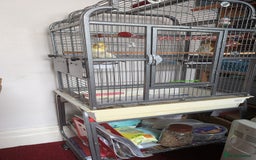 Cockatiels birds for sale: Cockatiel female 3 yrs old. Prefers out of cage. - Image 6