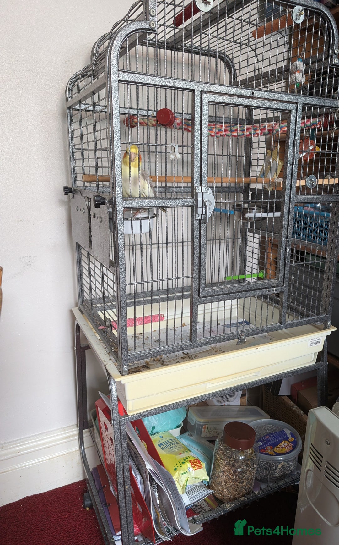 Cockatiels birds for sale: Cockatiel female 3 yrs old. Prefers out of cage. - Image 6