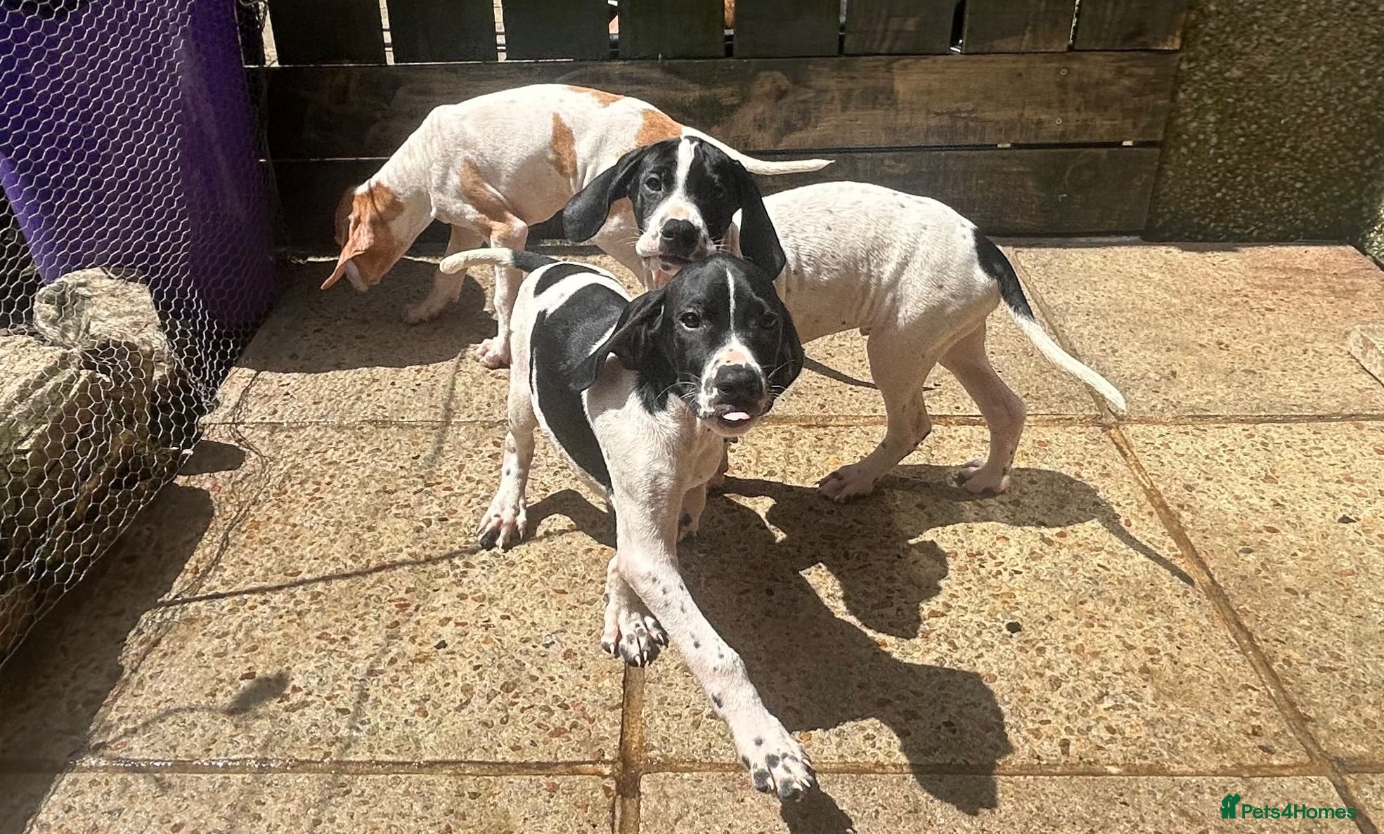 Pointer dogs *3 Boys Left* KC English Pointers *Ready Now* - Advert 1